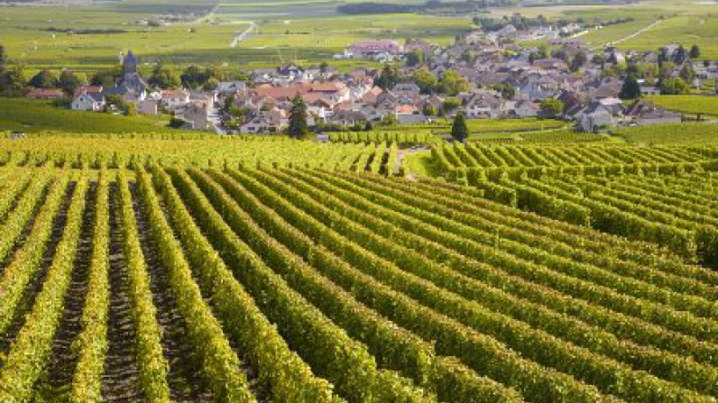 Borgo&ntilde;a registra la vendimia m&aacute;s temprana de los &uacute;ltimos 500 a&ntilde;os.