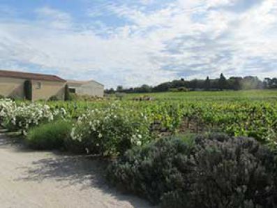 Vista de los viñedos de Clos des Papes