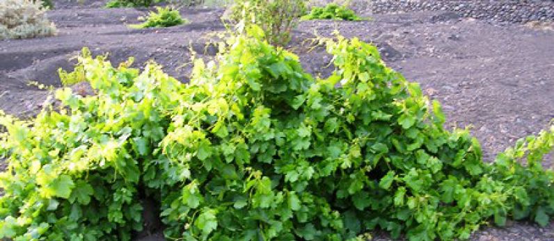 Vino en la isla del fuego. El vino de Fogo