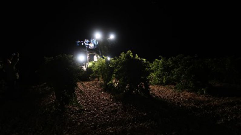 La D.O Rueda finaliza la vendimia con 83.420.637 de kilos de uva recogidos.