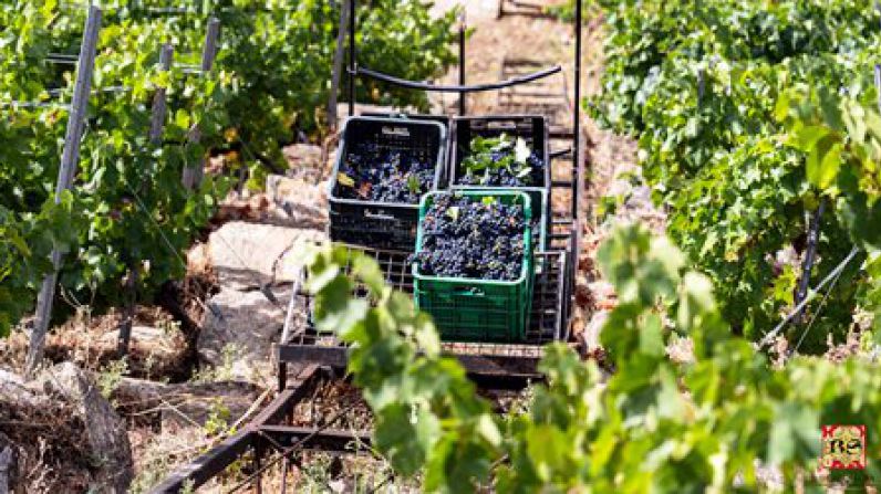 La D.O. Ribeira Sacra comienza octubre con 6.425.411 kilos vendimiados y supera ya la cantidad de la pasada campaña