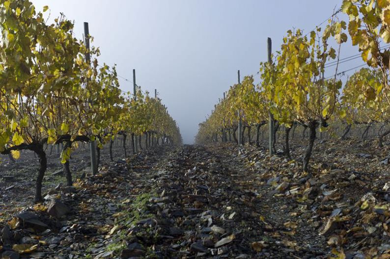 Valdesil viñedo Pezas da Portela