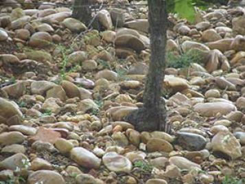 Guijarros en la viña en Châteauneuf-du-Pape