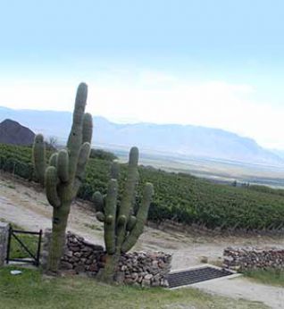 Viñedos de la Bodega Yacocucha