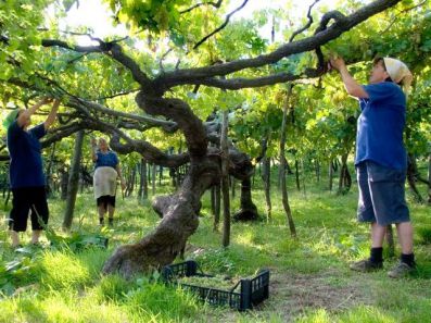 Tenuta San Francesco