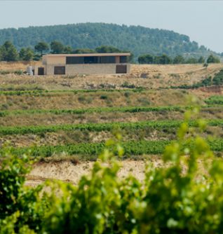 Viñedos Edetària. Bodegas Edetària. D.O. Terra Alta