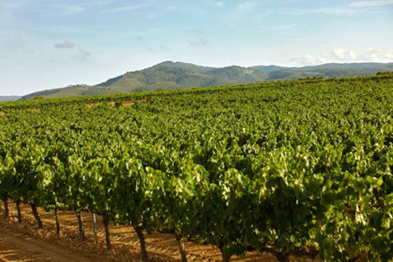 Los Cavas de Paraje o los Parajes del Cava Premium