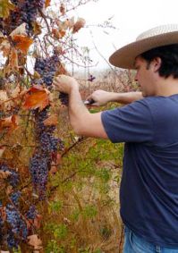 Vendimia en el viñedo “salvaje” Villalobos, en Colchagua (Chile)