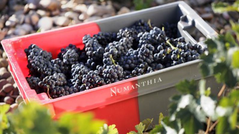Bodega Numanthia prevé una cosecha “buena y de calidad” gracias a la resiliencia de sus viñedos, entre los más antiguos del mundo.