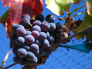 Variedad garnacha