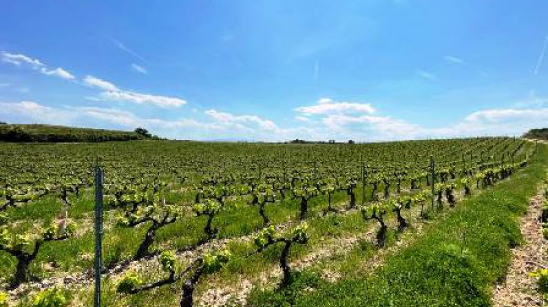 Masaveu Bodegas se suma a la viticultura regenerativa en Murua como medida sostenible y de mejora del viñedo.