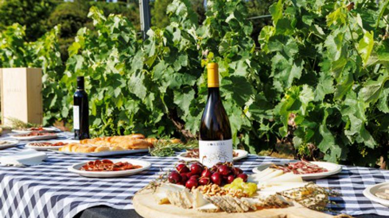 Abadal celebra 30 vendimias de Abadal Picapoll: tres d&eacute;cadas de compromiso con la variedad emblema del Bages