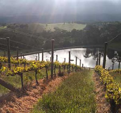 Viñedos en el valle de Yarra