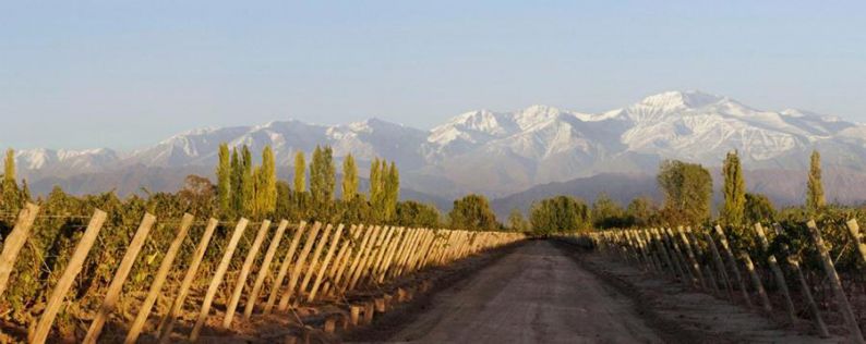 Viña Cobos Marchiori Vineyard