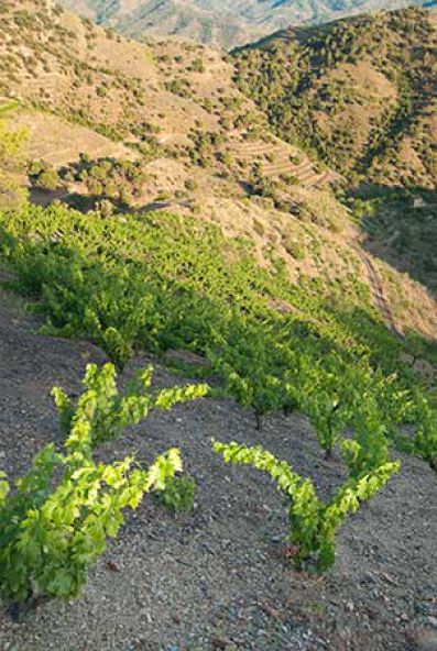 Viñedos de la Bodega Llach