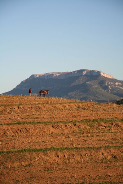 Viñedos de la bodega Mas d’en Gil con la montaña de La Mola al fondo.