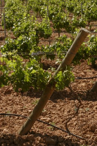 Viñedos de las Bodegas Martúe