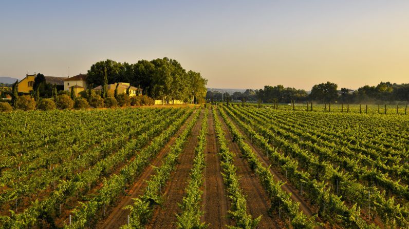 Familia Torres, la marca de vinos más admirada del mundo según los profesionales del sector.