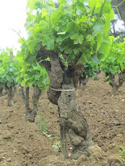 Detalle de una cepa en los viñedos de Château Rayas