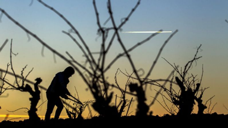 Nuevo espaldarazo a la diferenciación de Rioja: 17 nuevos parajes de la denominación reconocidos como "Viñedo Singular" por el Ministerio de Agricultura, Pesca y Alimentación.