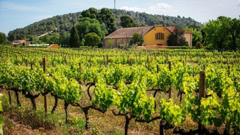 Familia Torres estrena esta primavera el Ciclo Viña Viva