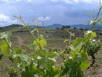 Viñedos de la bodega Mas d’en Gil