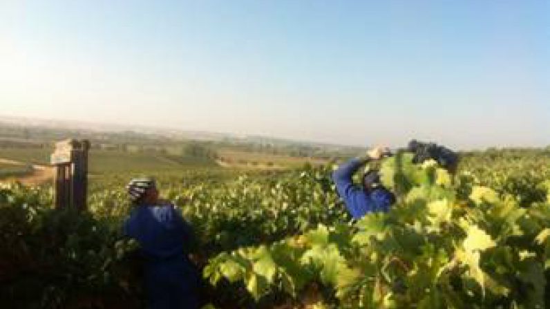 Generación de empleo en la Ruta del Vino Ribera del Duero